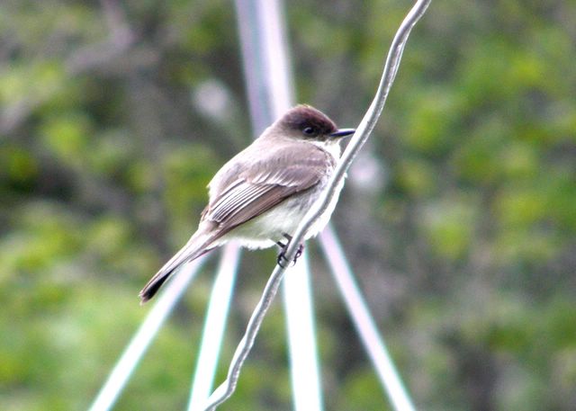 Eastern Phoebe