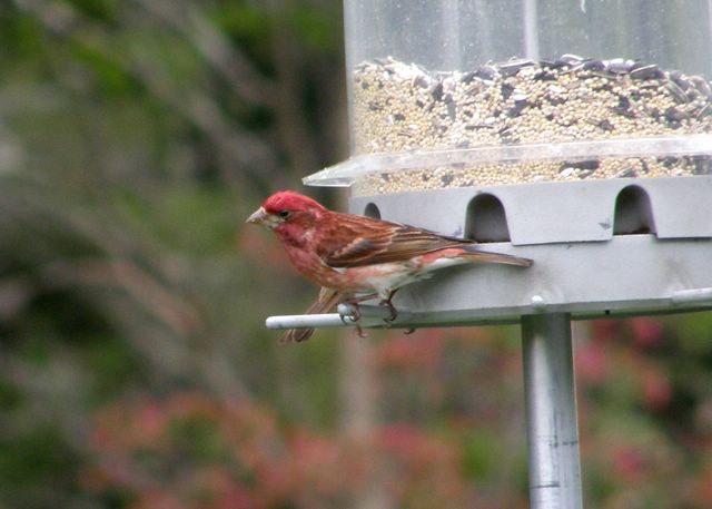 Purple Finch
