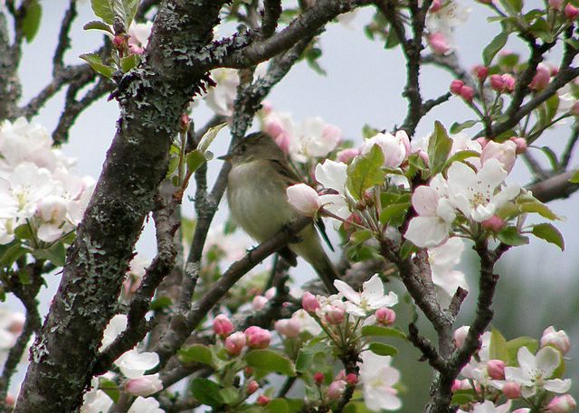 Eastern Wood-pewee