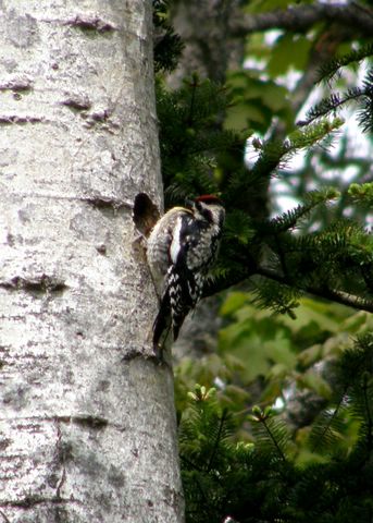 Yellow-bellied Sapsucker