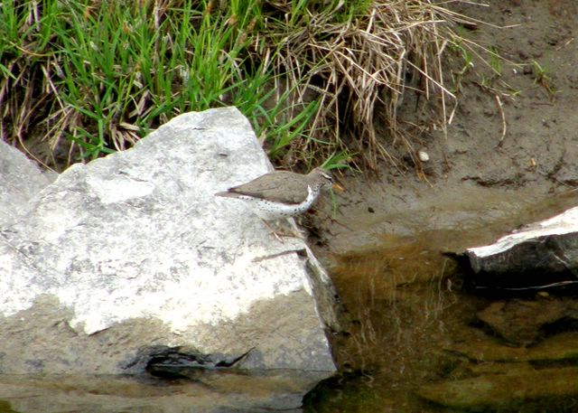 Spotted Sandpiper