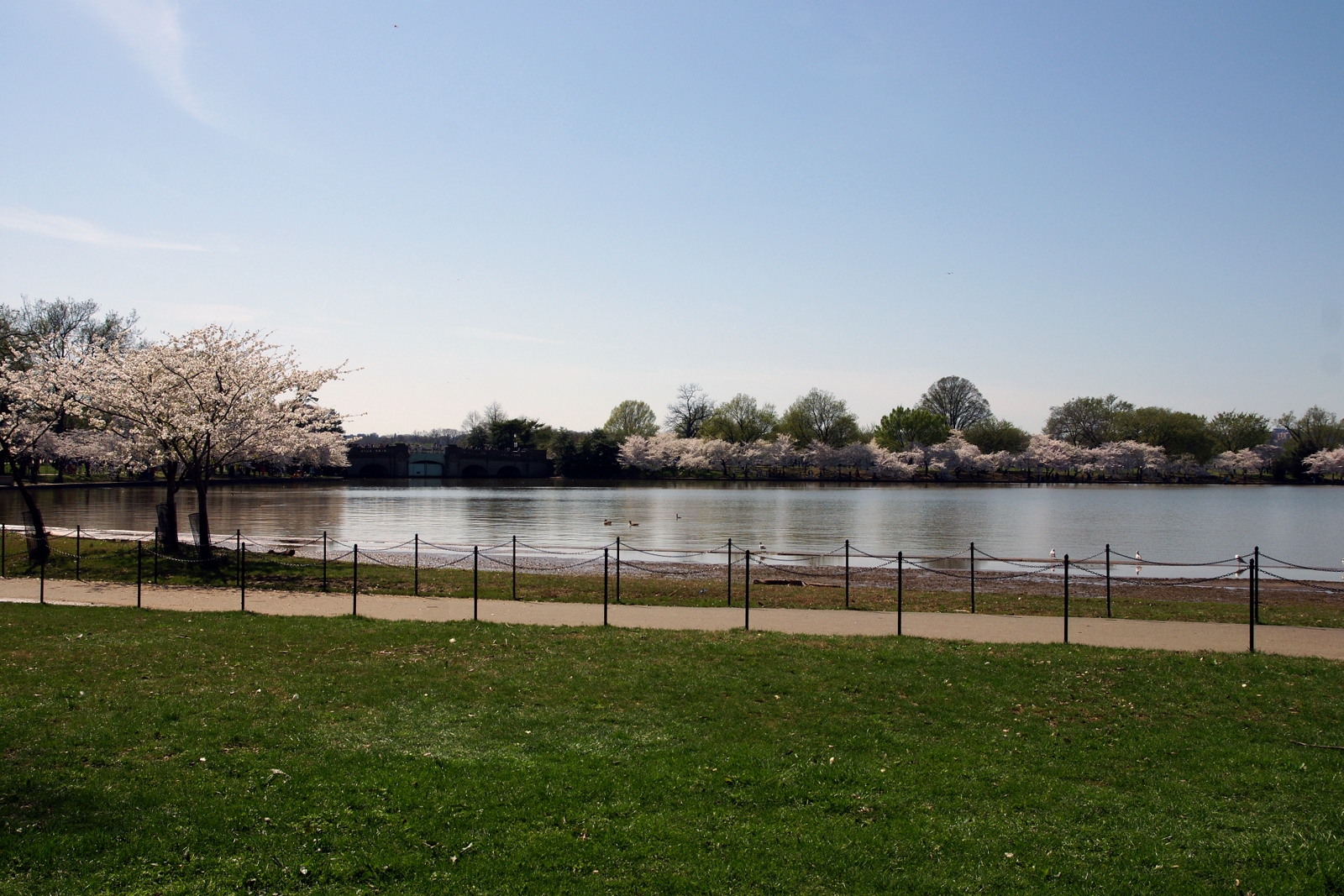 Cherry Blossoms along the Tidal Basin