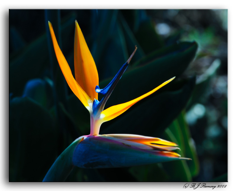 Bird of Paradise