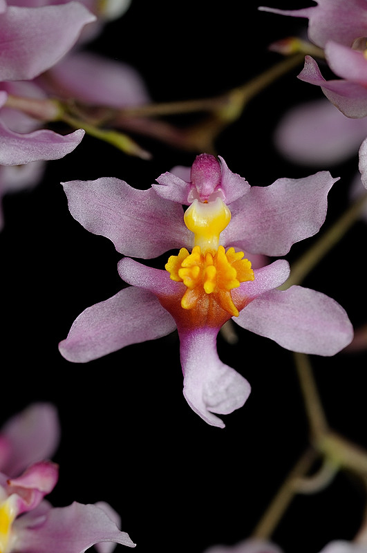Oncidium ornithorhynchum