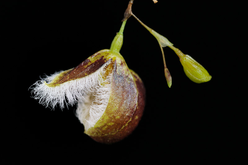 Pleurothallis cypripedioides