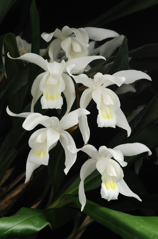 Coelogyne mossiae