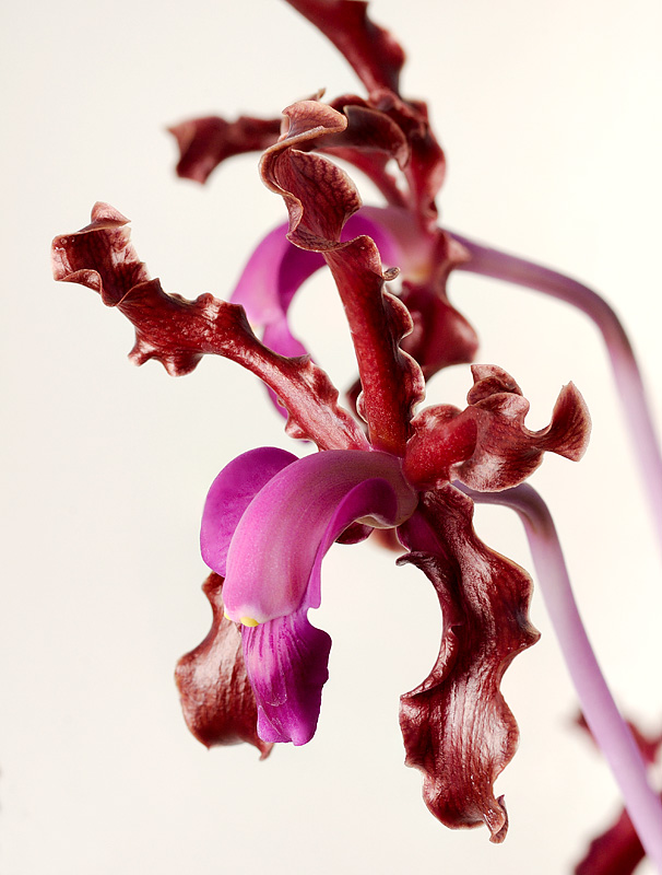 Laelia splendida