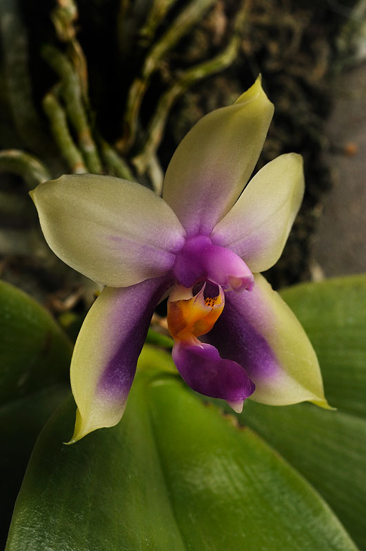 Phalaenopsis bellina