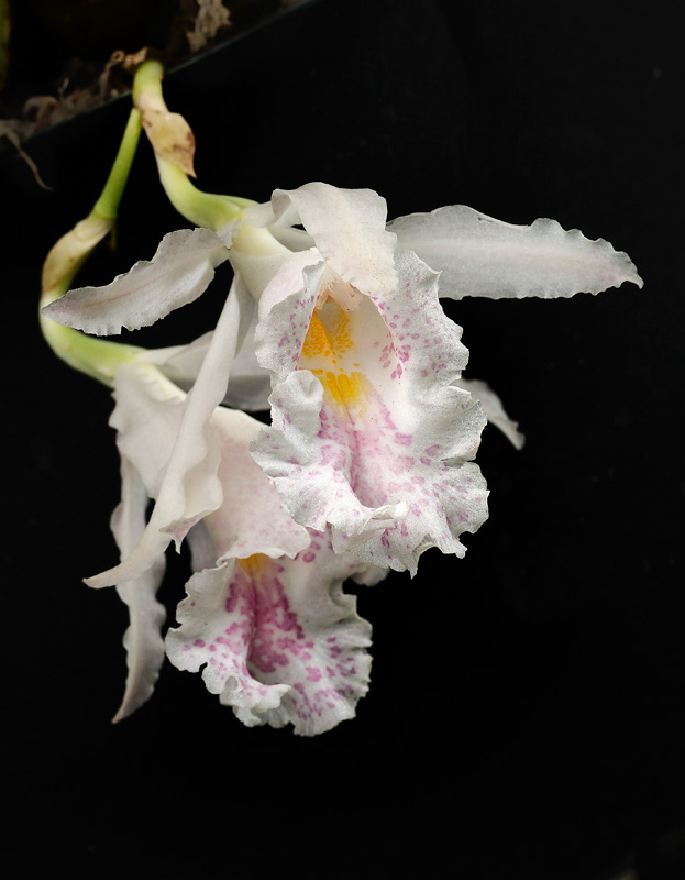 Trichopilia suavis