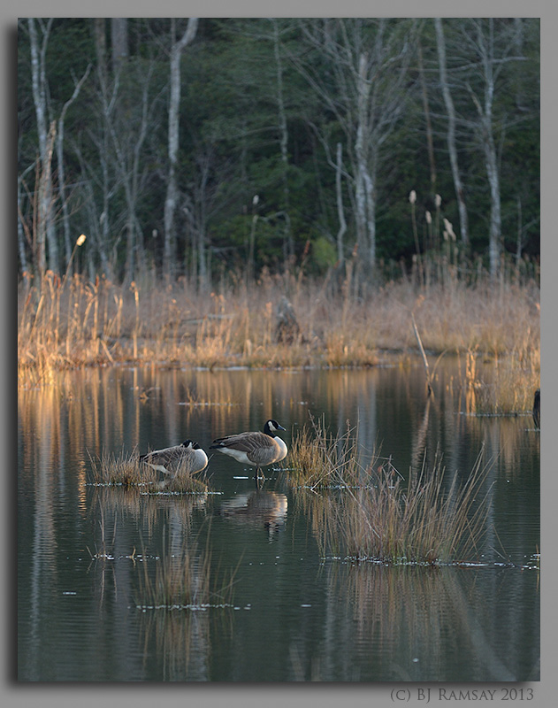 BJR0250 Calvert Cliffs.jpg