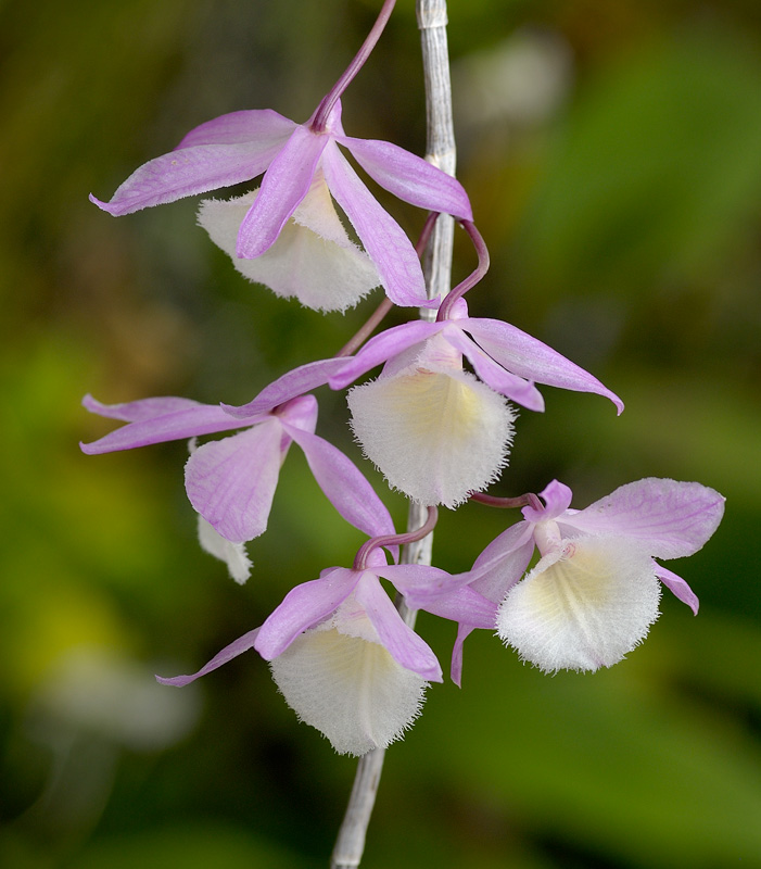 Dendrobium Bohemian Rhapsody
