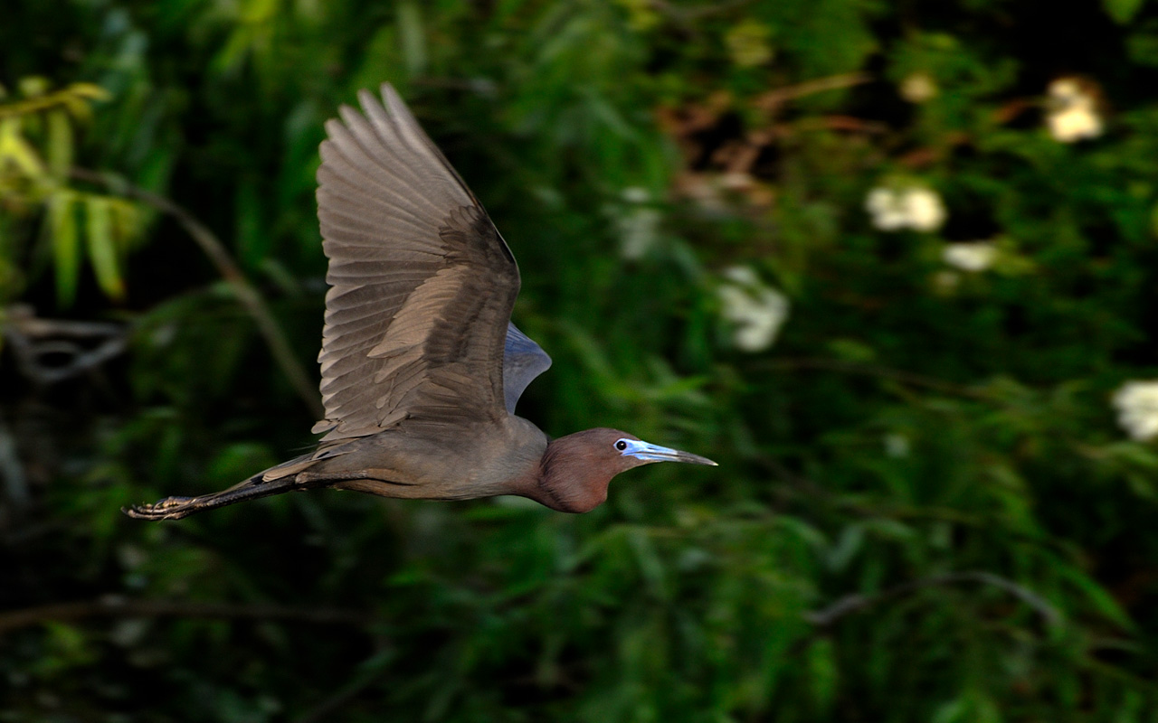 LIttle Blue Heron