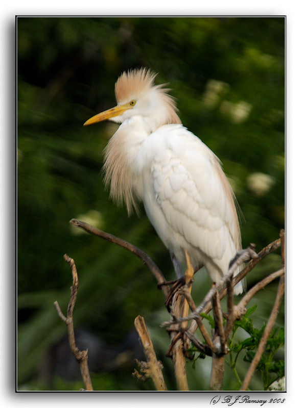 Cattle Egret