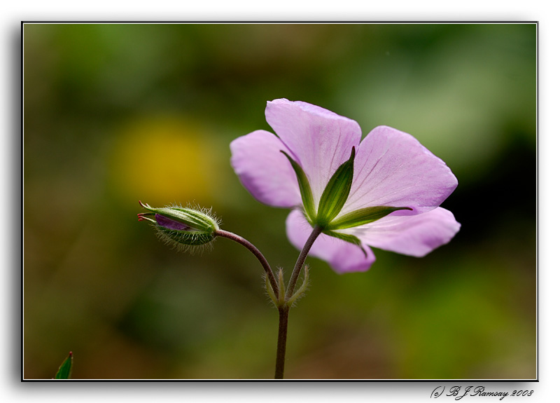 Wild Geranium