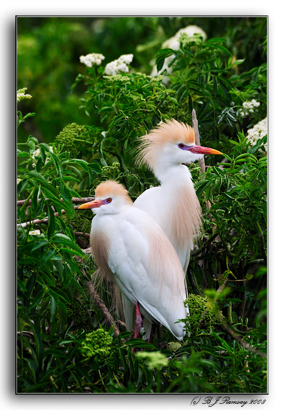 Cattle Egrets