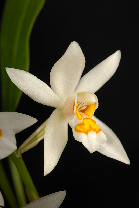 Coelogyne ochracea