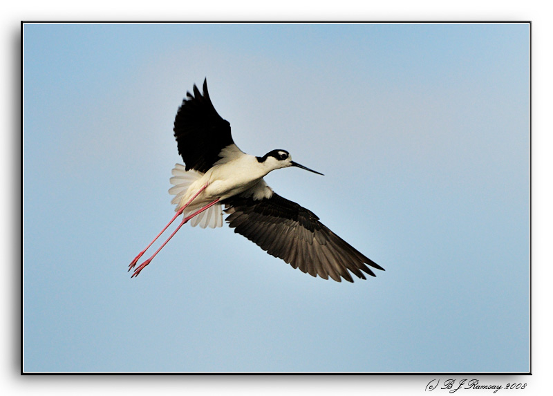 Black Neck Stilt