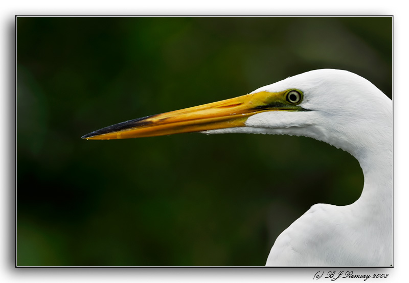 Great Egret