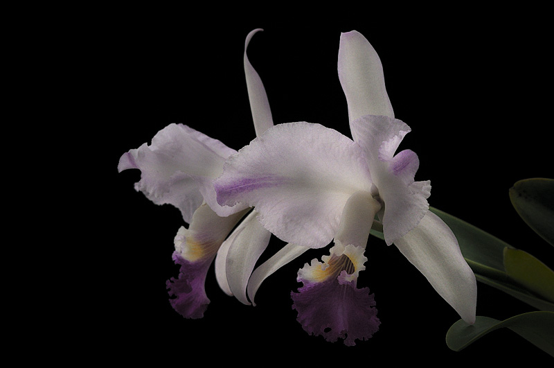 Cattleya mendelii Rayo de Luna