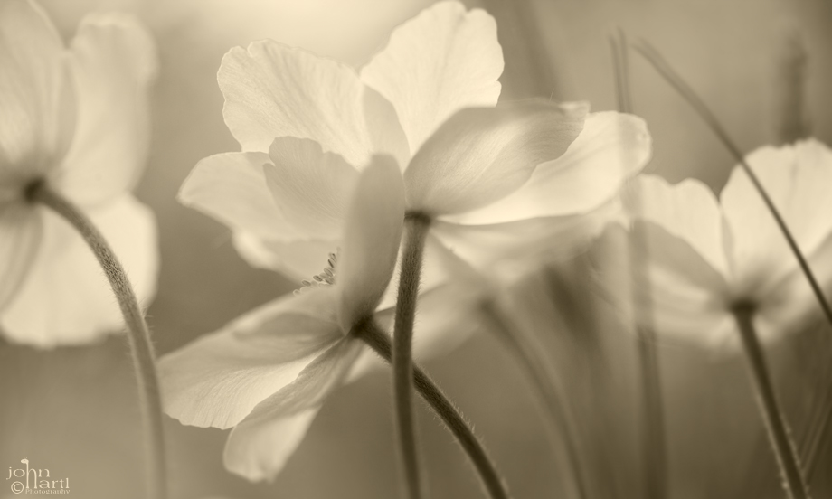 Anemone