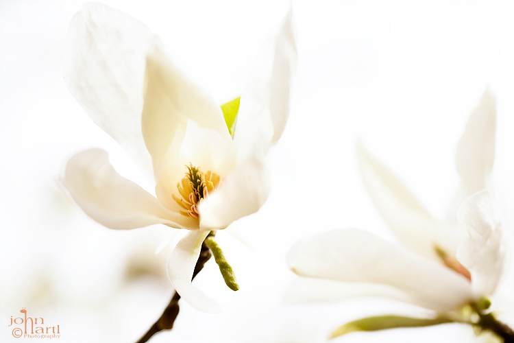 white magnolia