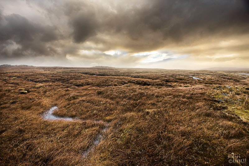 moor