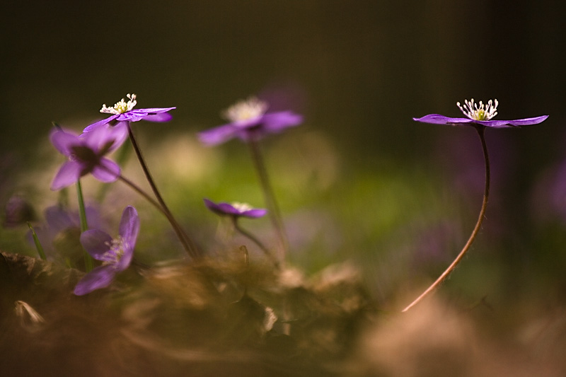 Hepatica nobilis