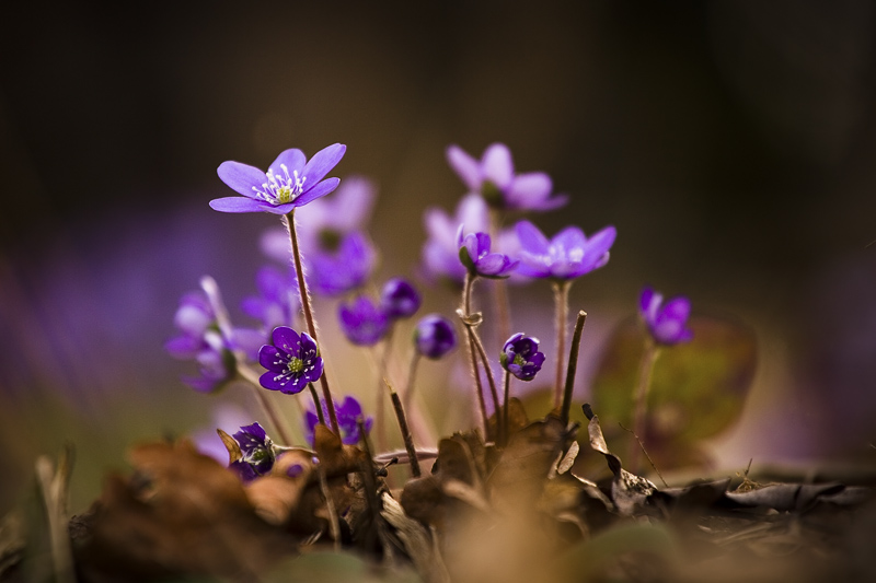 hepatica