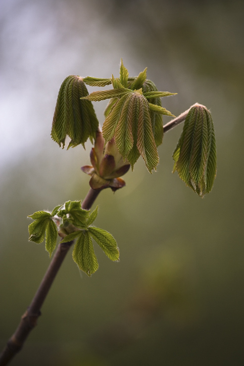 horse chestnut