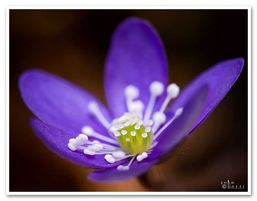 close-up anemone