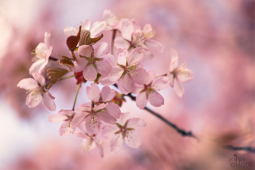 pink cherry