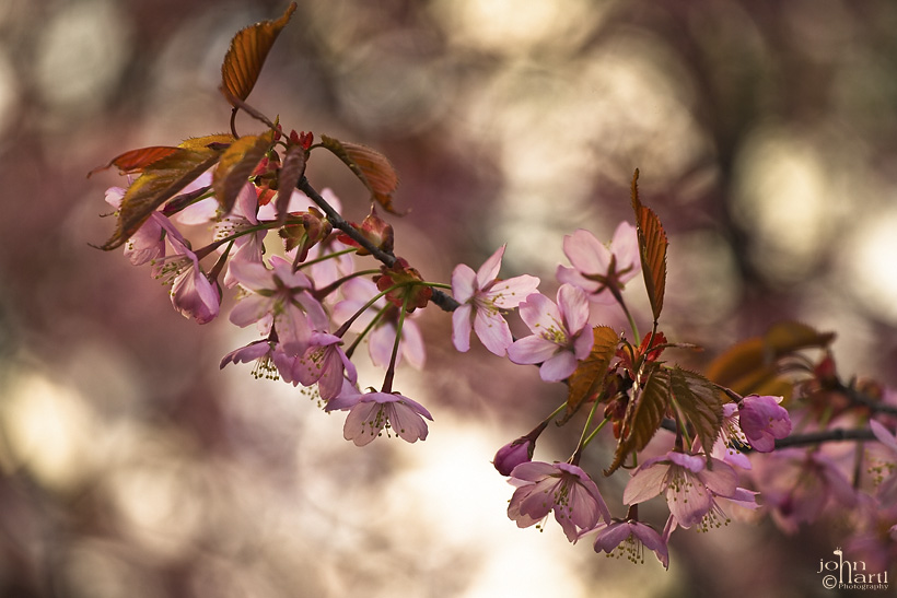 cherry branch