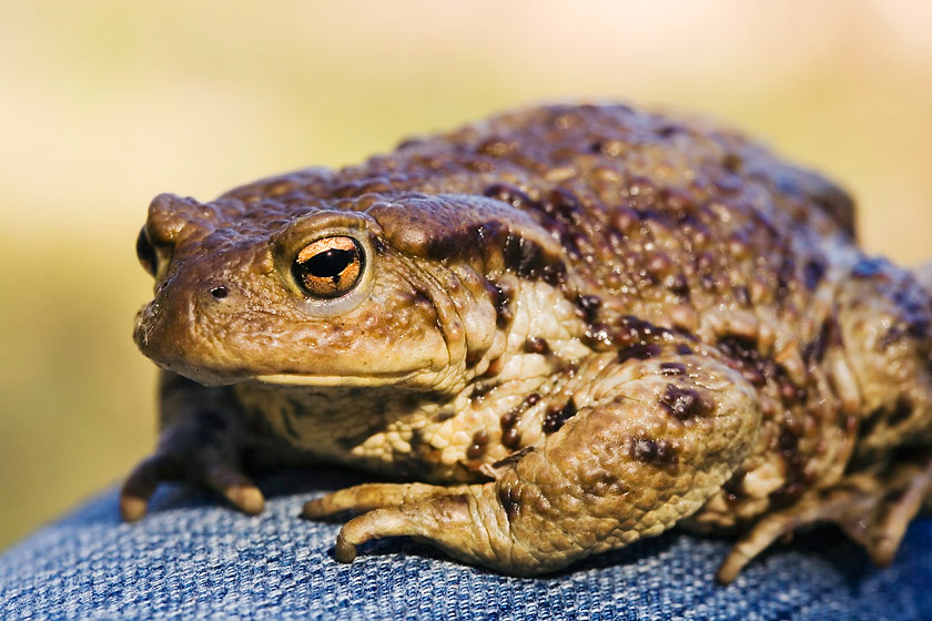 toad buddy
