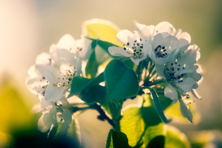 pear blossom