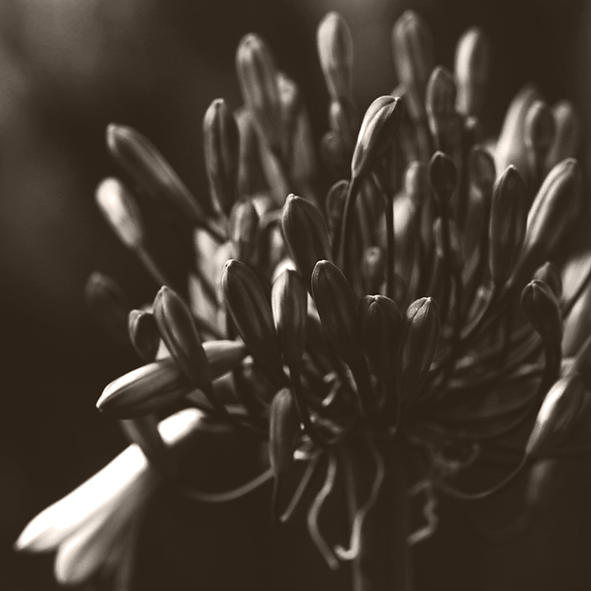 agapanthus