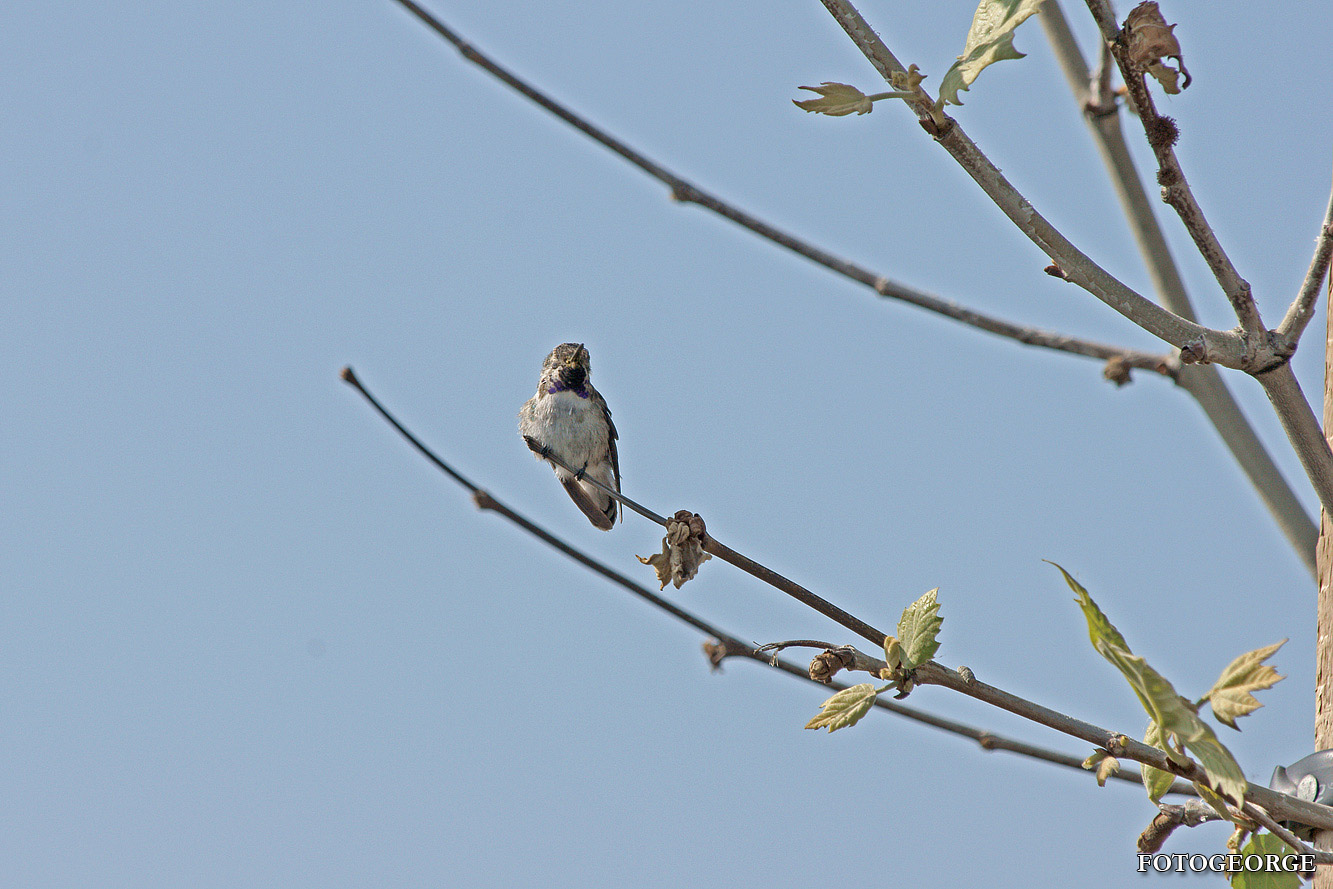 Hummingbird00324.jpg