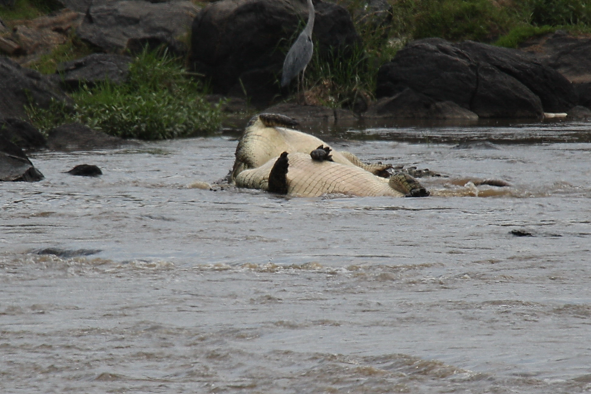 Barrel rolling to drown the zebra