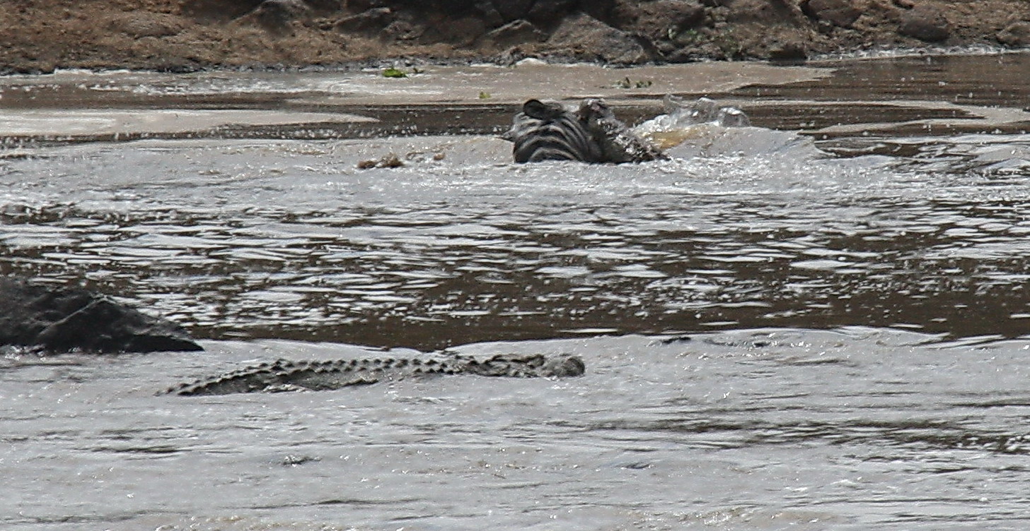 Easy pickings for the big crocs
