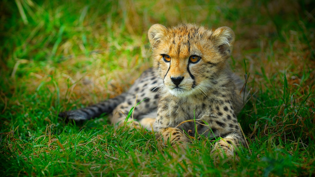 Cheetah Cub