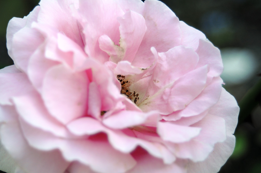 pink rose