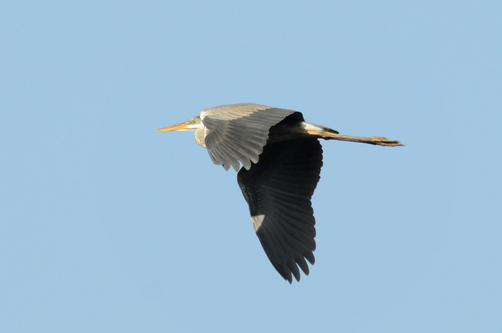 great blue heron