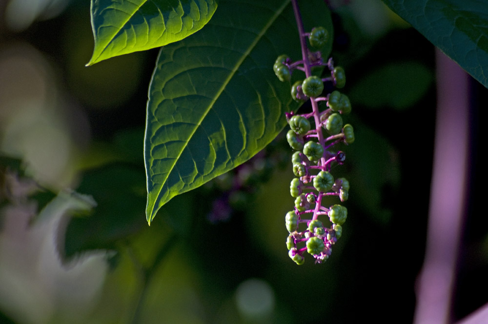 Pokeweed