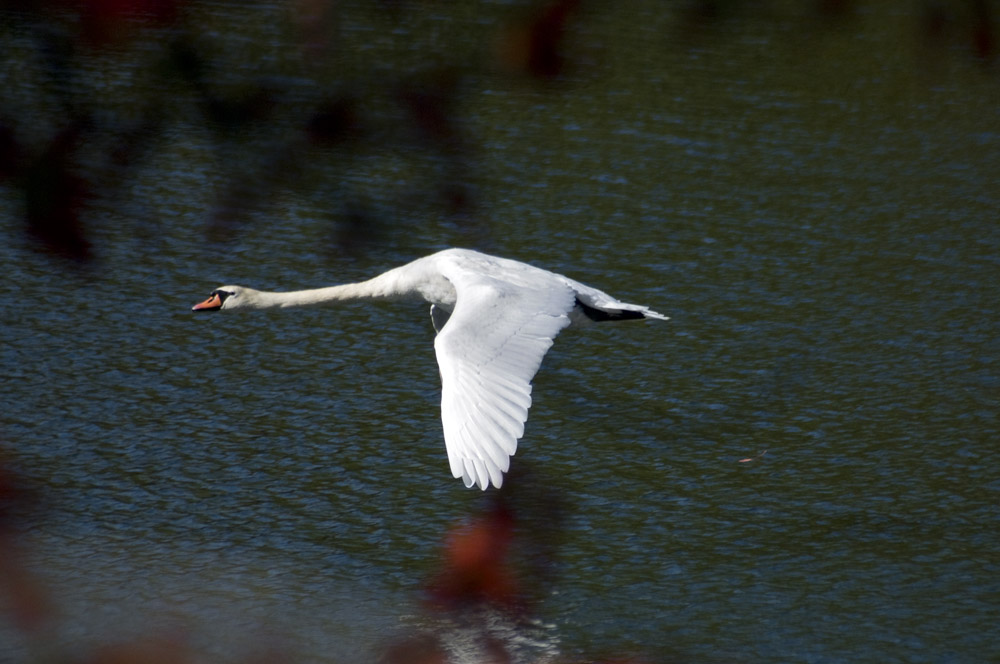 Cygnus olor