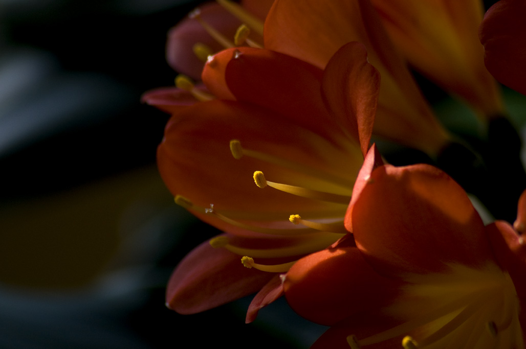 Clivia miniata