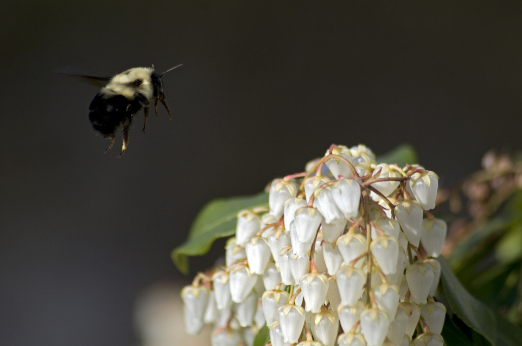Bumblebee