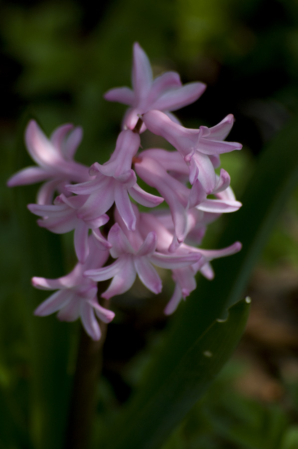 Pink hyacinth