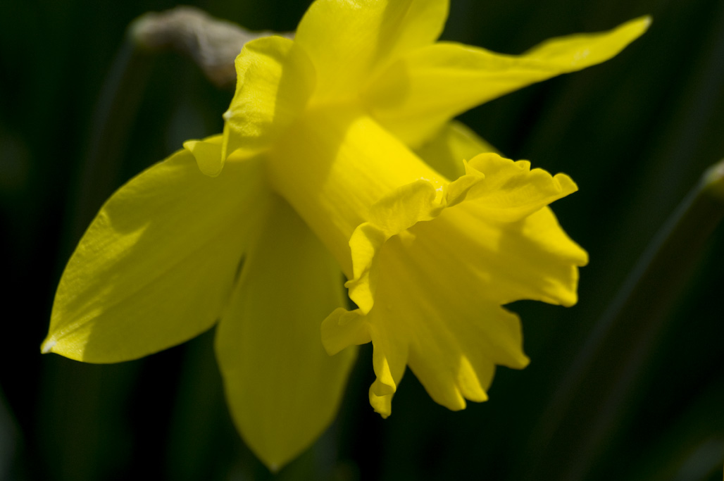 Daffodil