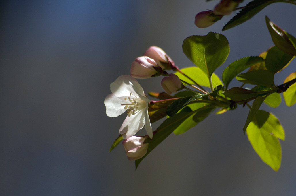Flowering tree