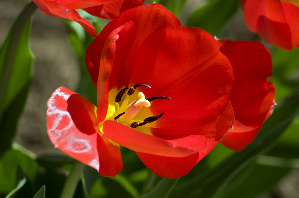 Red tulips