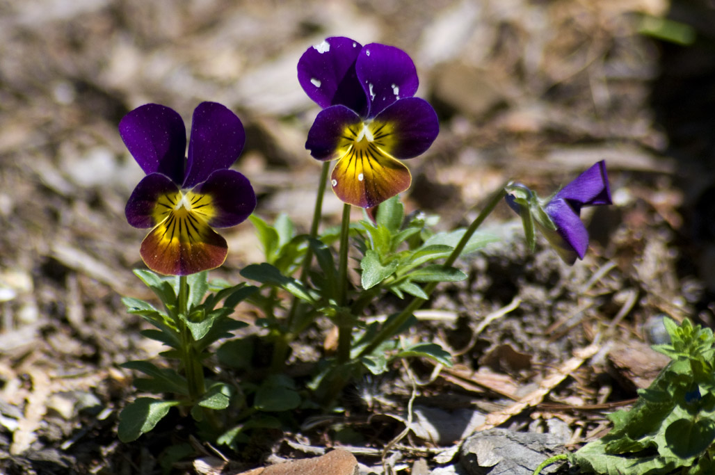 Pansies